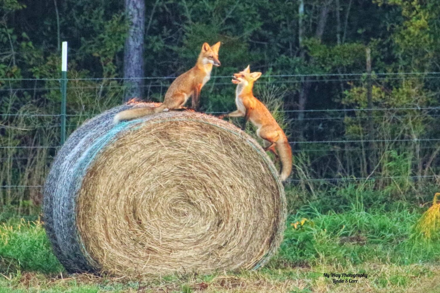 A Good Time On The Farm