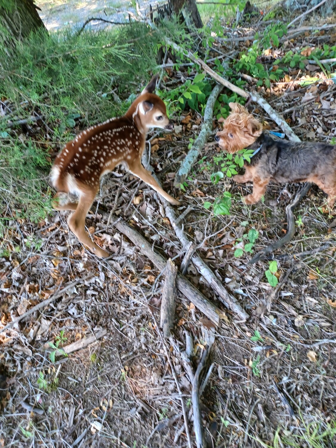 Sissy and baby deer