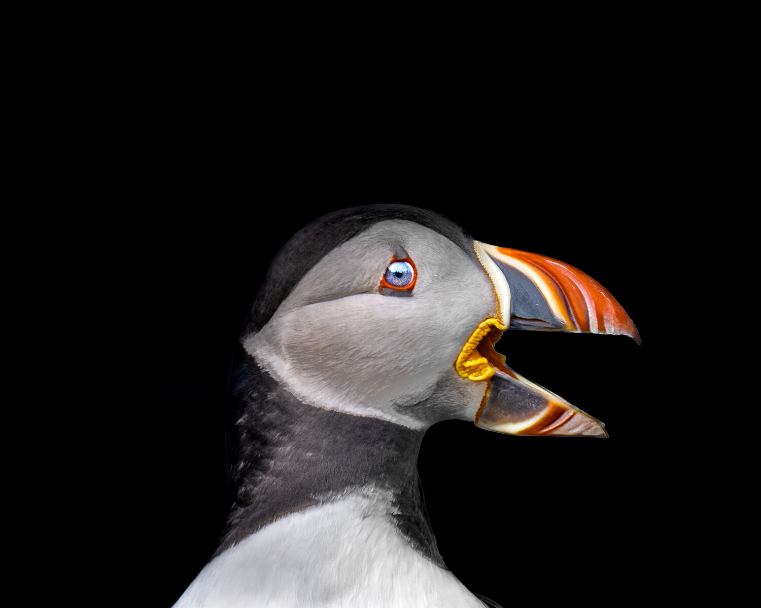 A Scream In The Dark