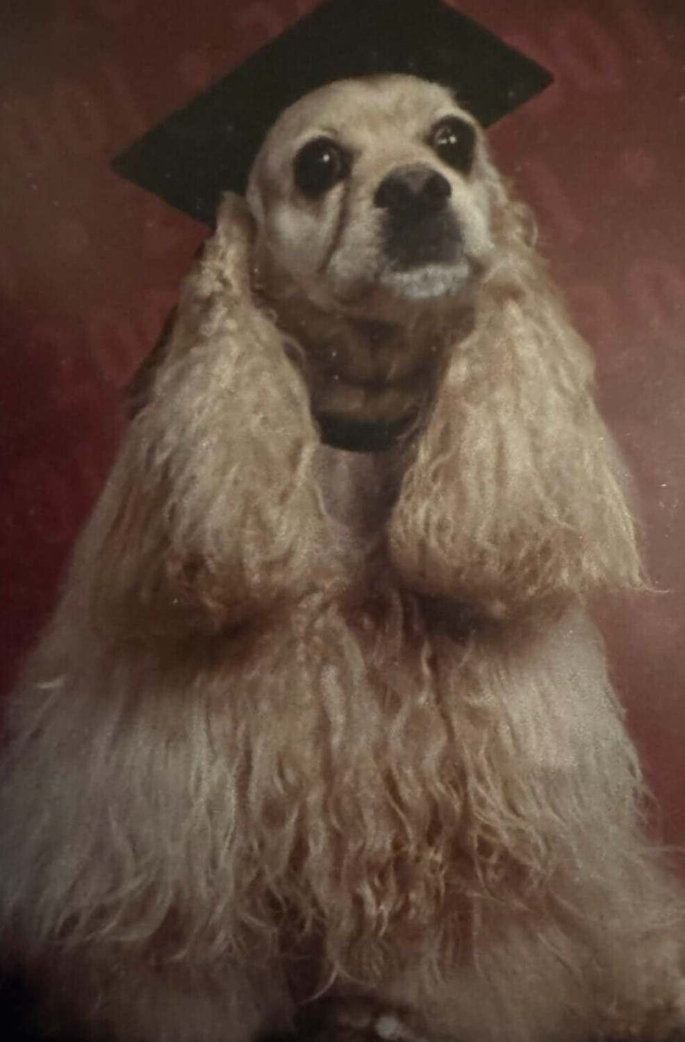 Taffy  the 2001 ValeDogtorian