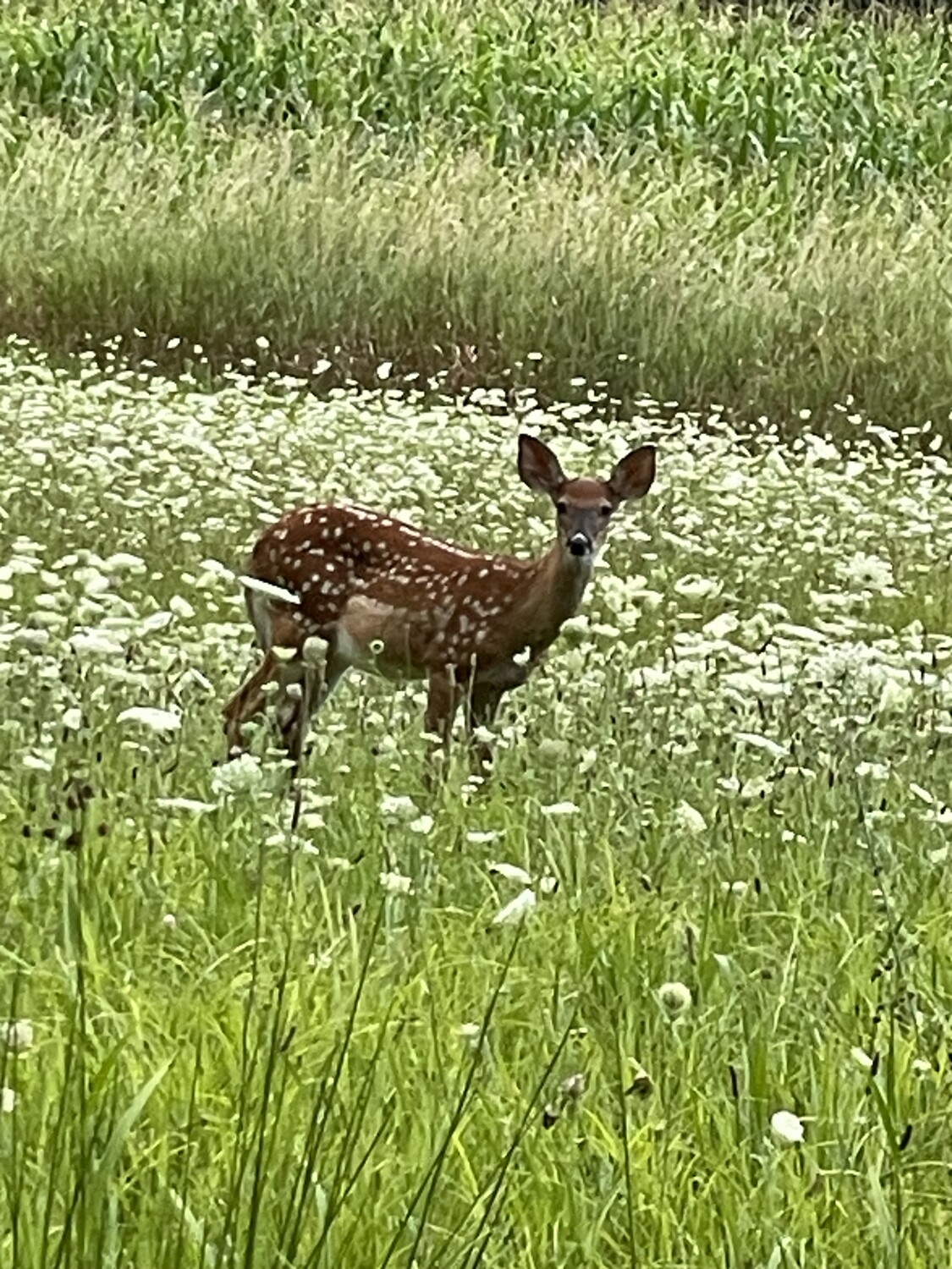 Little Fawn