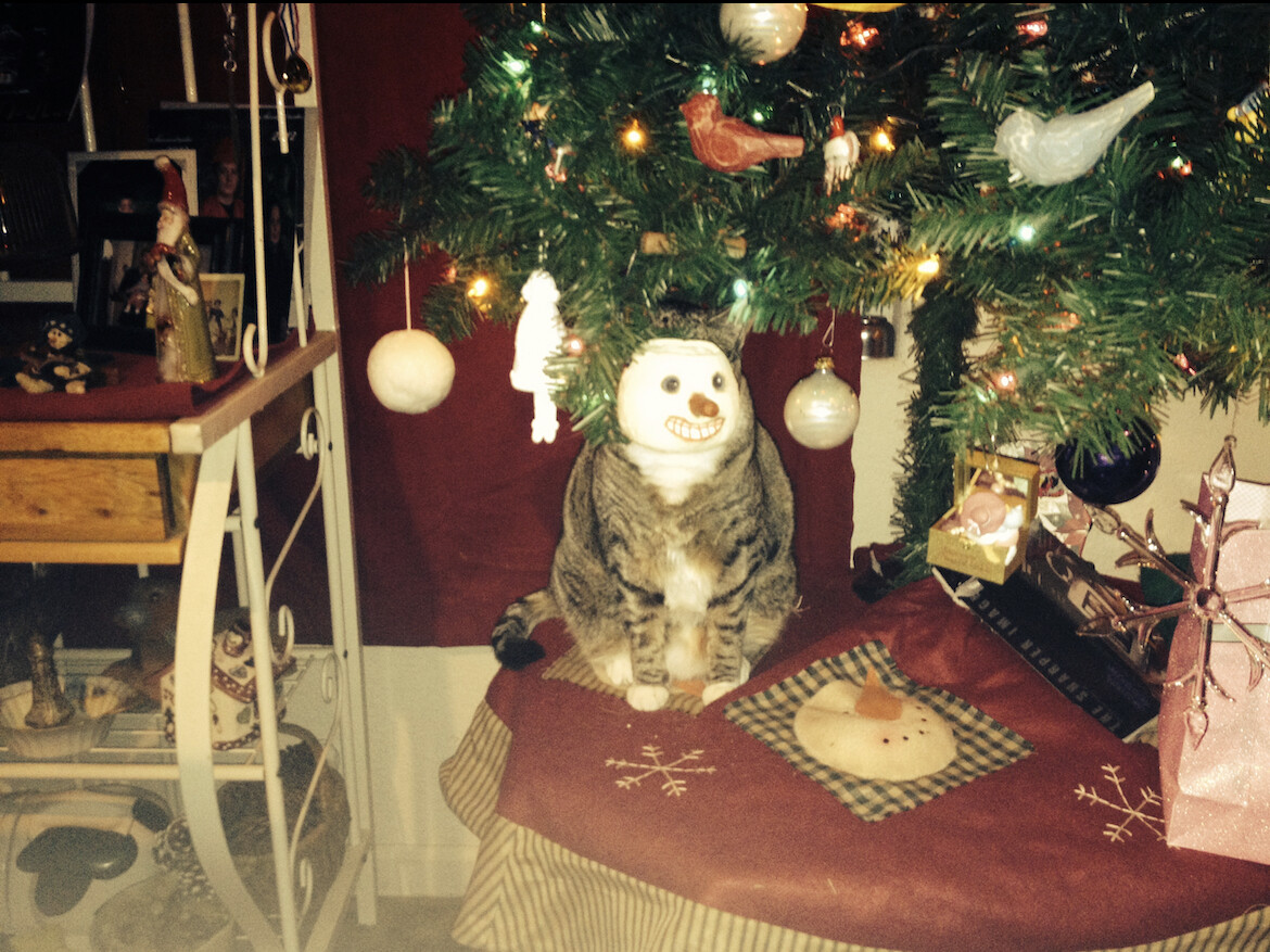 Sisters cat Tiggy under Christmas tree