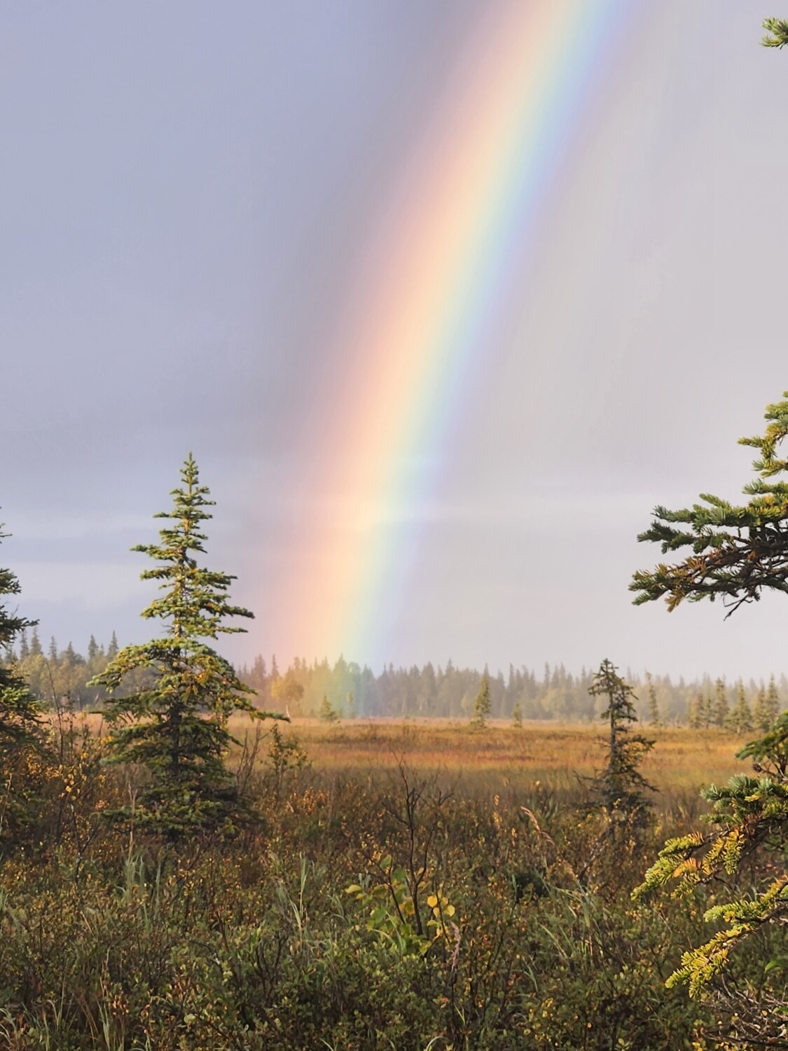 Alaska moose hunt 2023