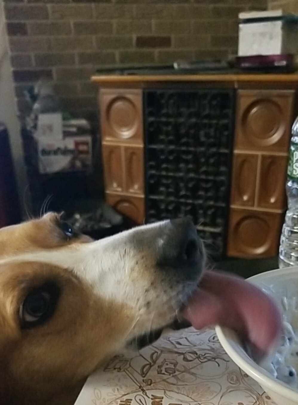 Otis loves my yogurt!