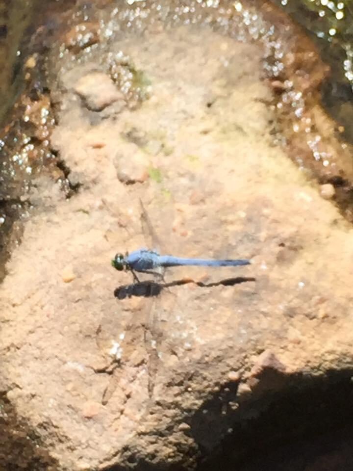 Baby Blue Dragonfly