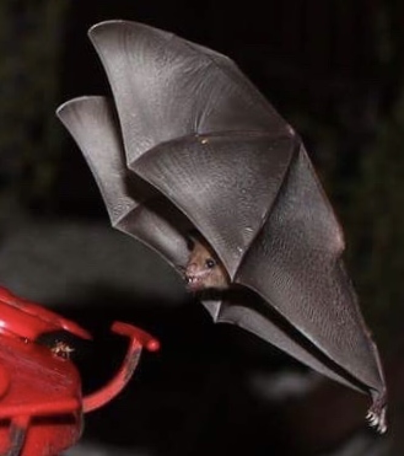 Bat feeding on hummingbird nectar.