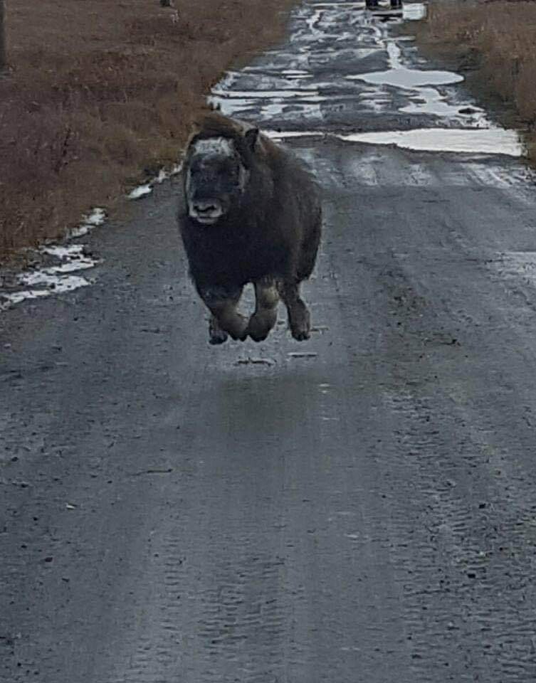 Levitating musk ox