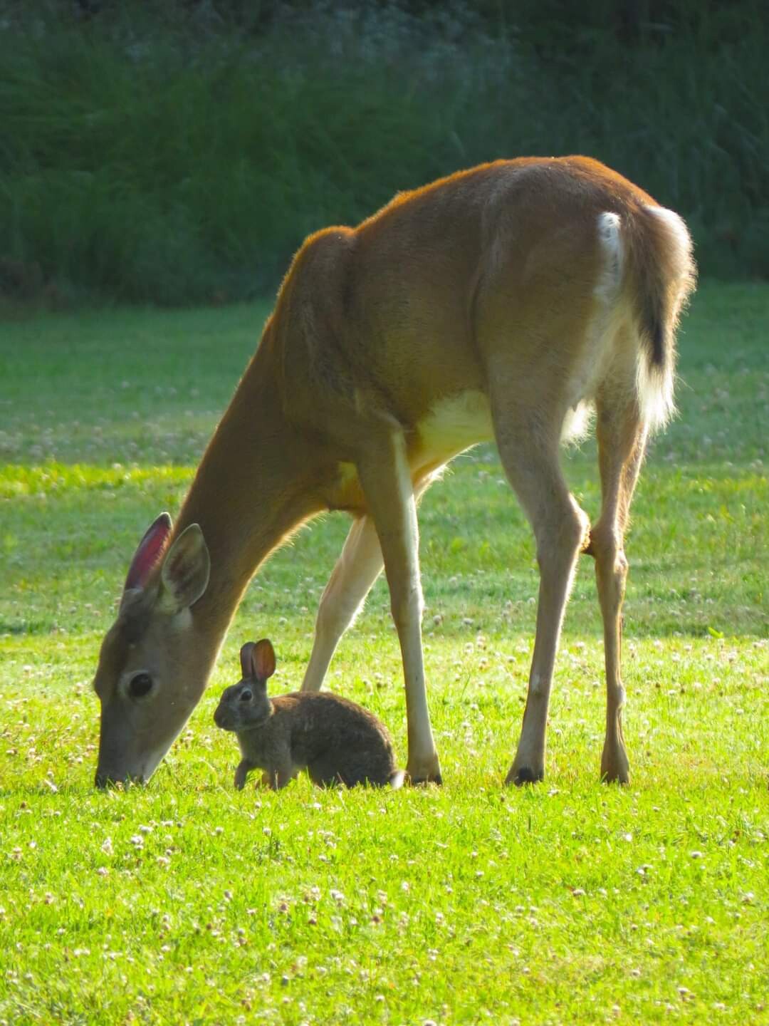Bambi and thumper