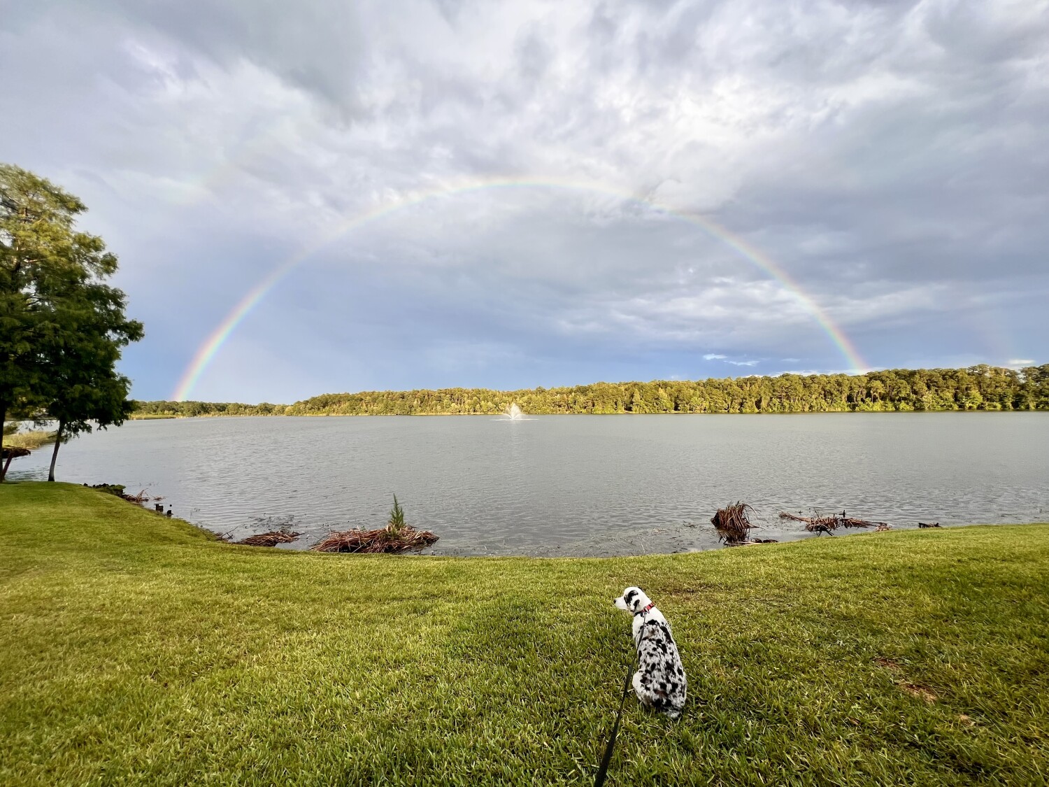 God Promise with Dog