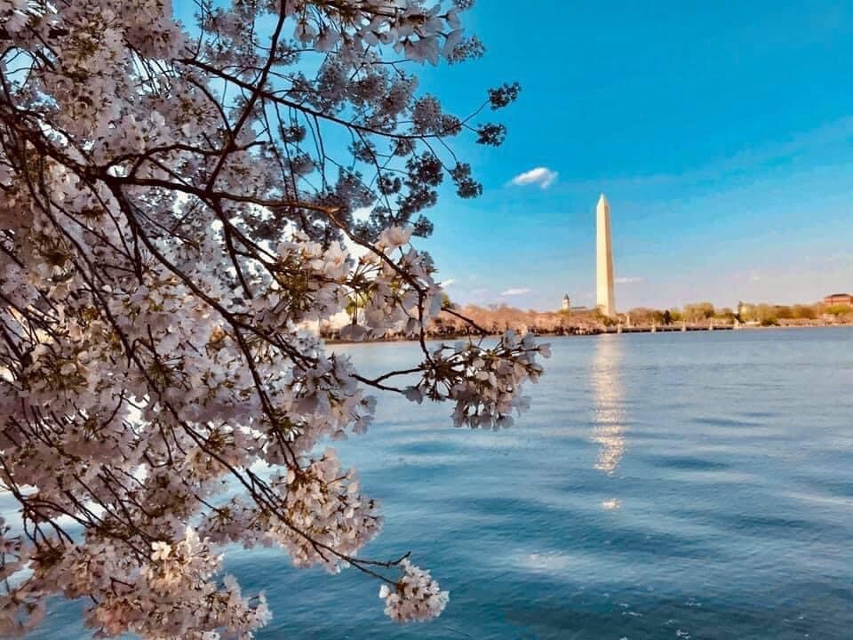 Spring in DC
