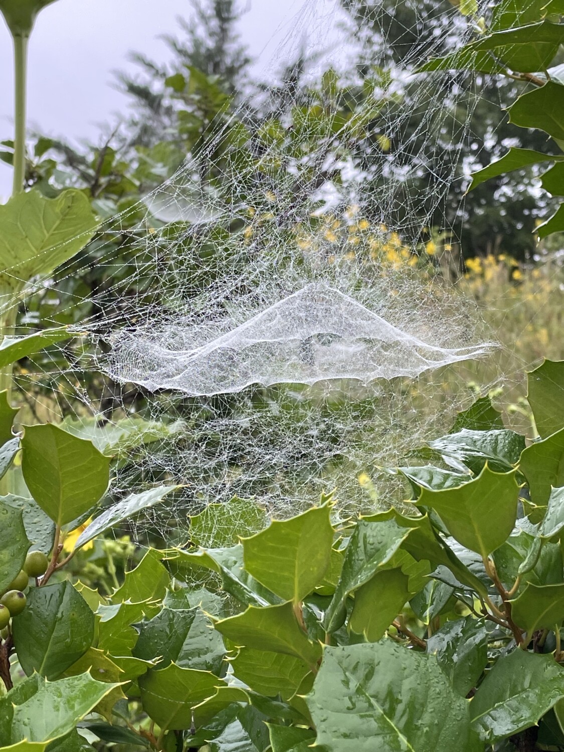 Spider Web