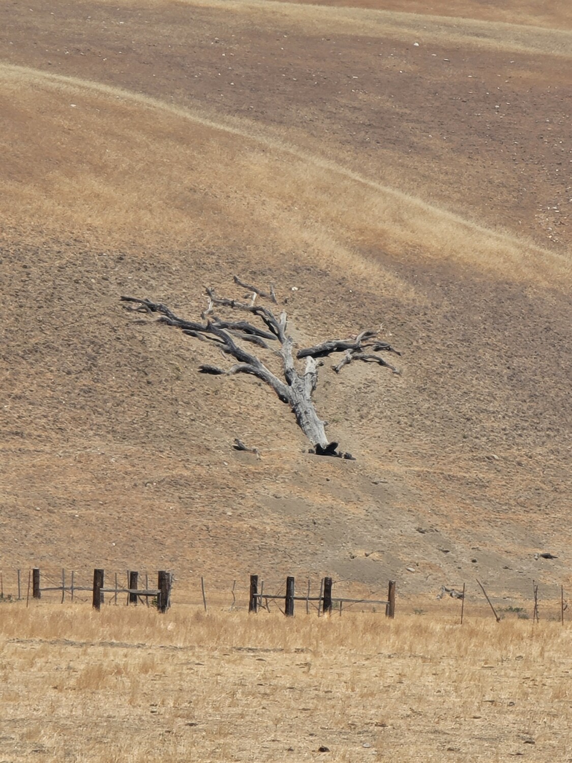 Peace be with you tree