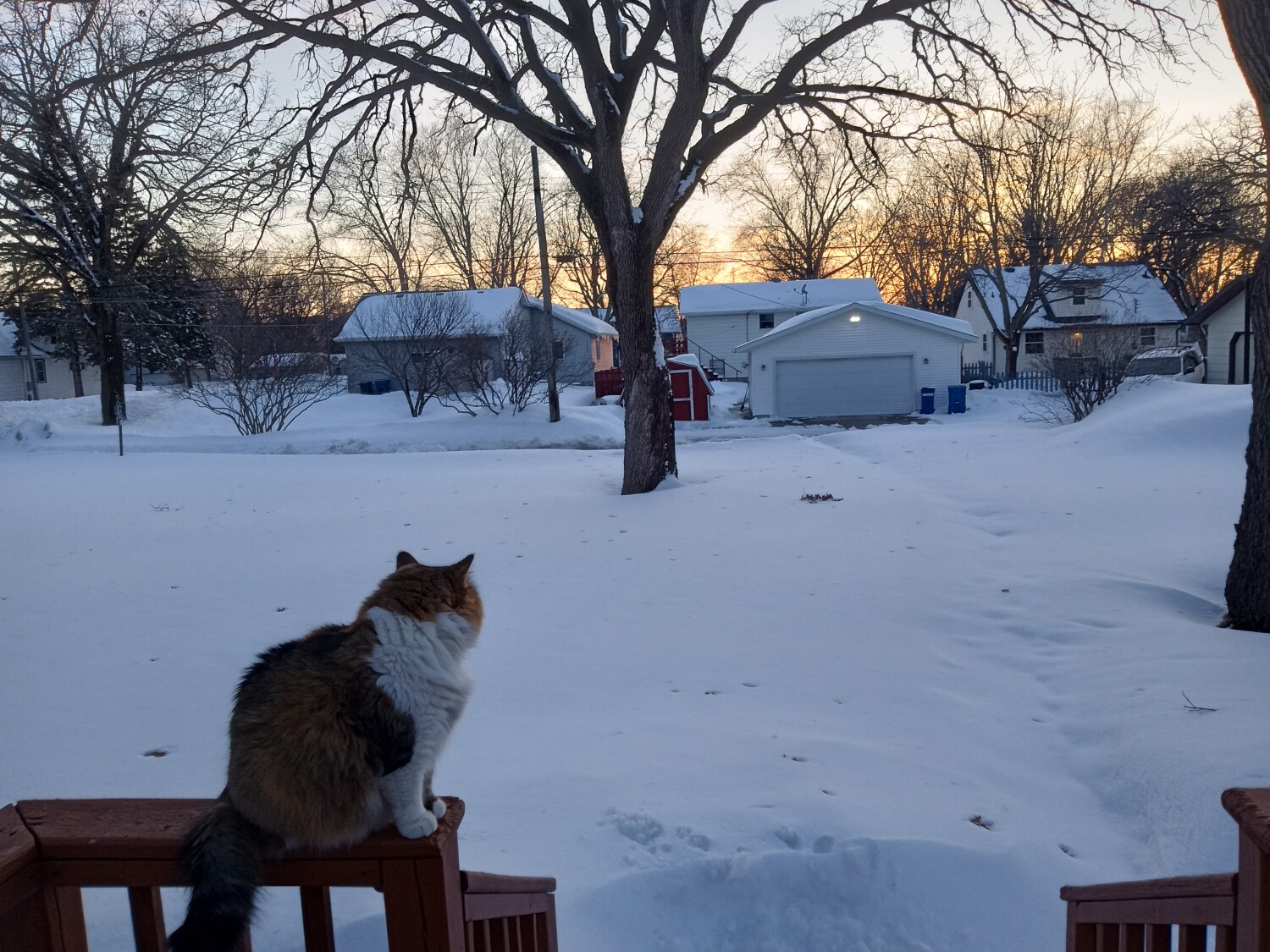 Cookie at winter sunset!!!