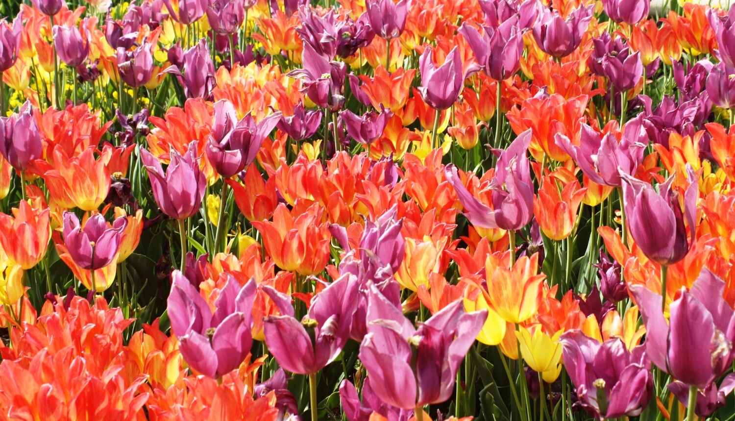 Tulips in Spring