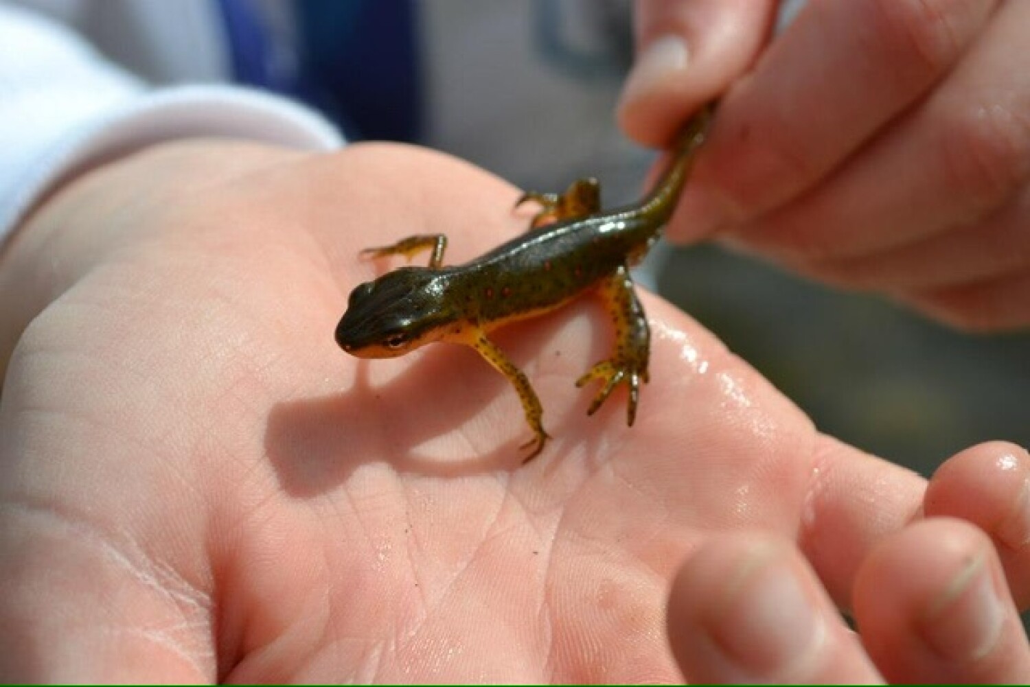Salamander in hand