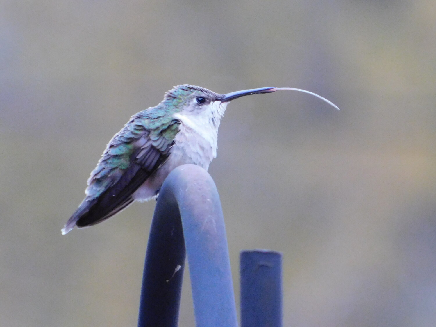 Hummingbirds' Tongue