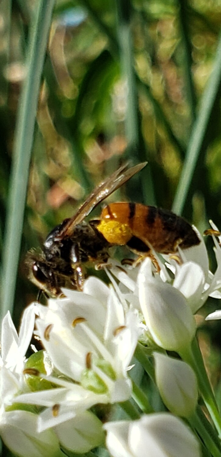 Bees love onions too