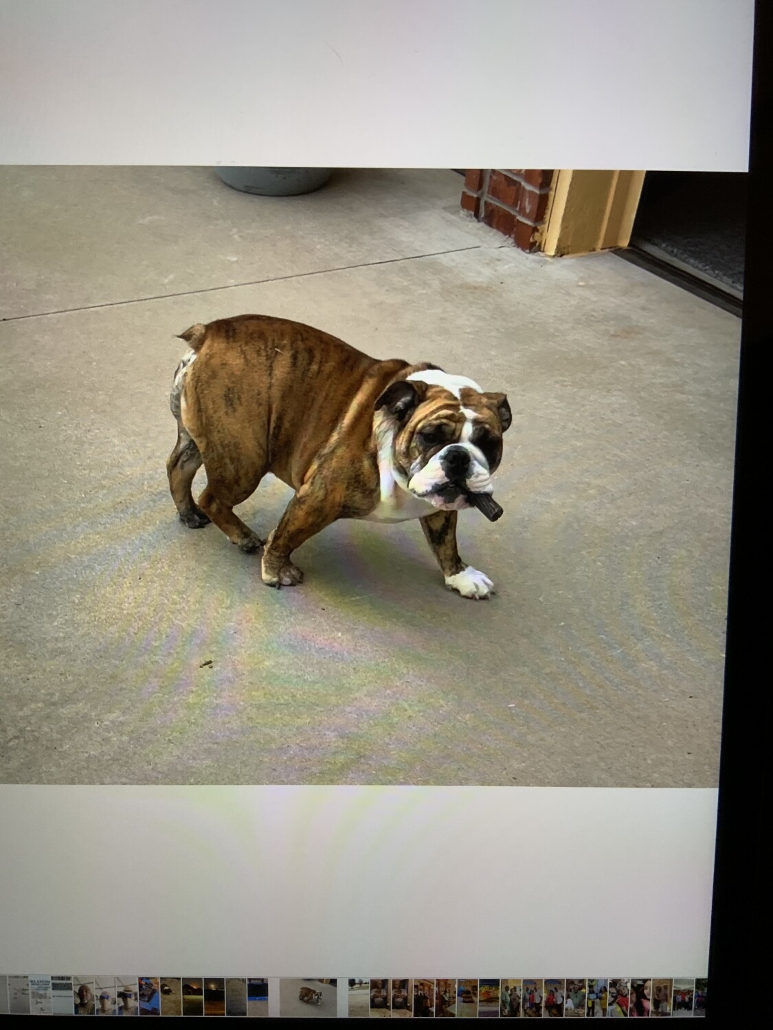 Kobi with a chew treat.