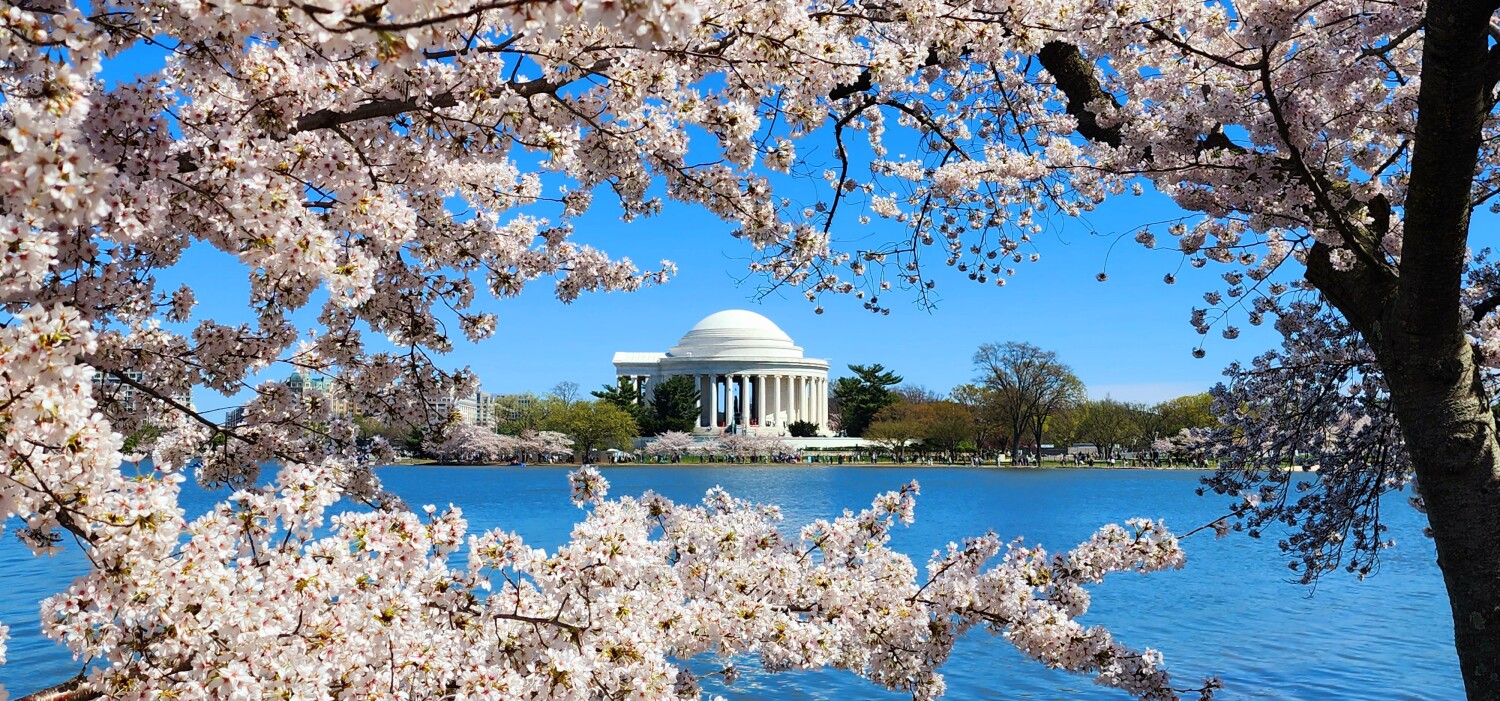 Tidal Basin Blossoms