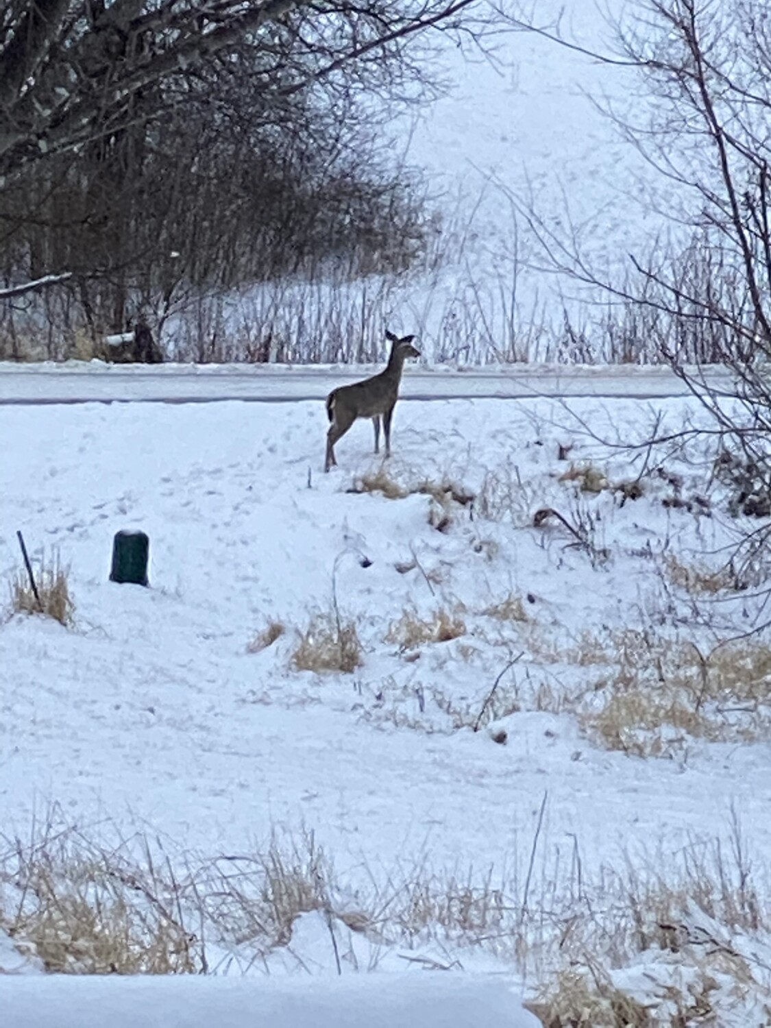 Looking out my back door