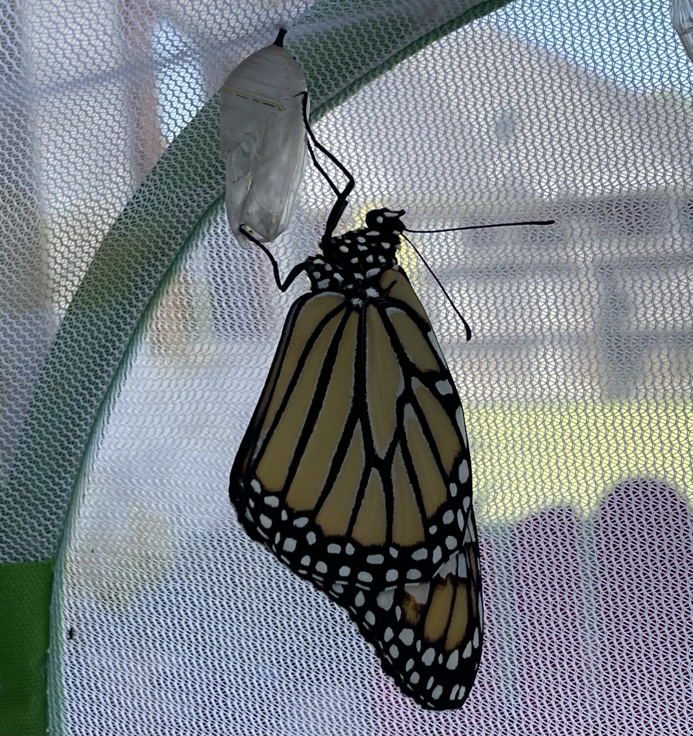 Monarch Newly Hatched
