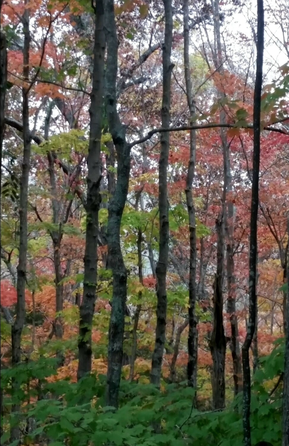 Sewanee in autumn