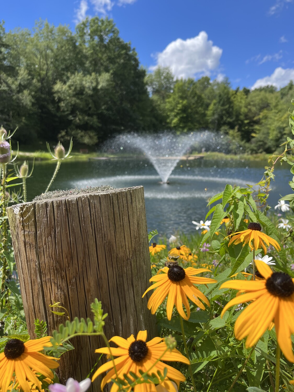 Flowers on the water