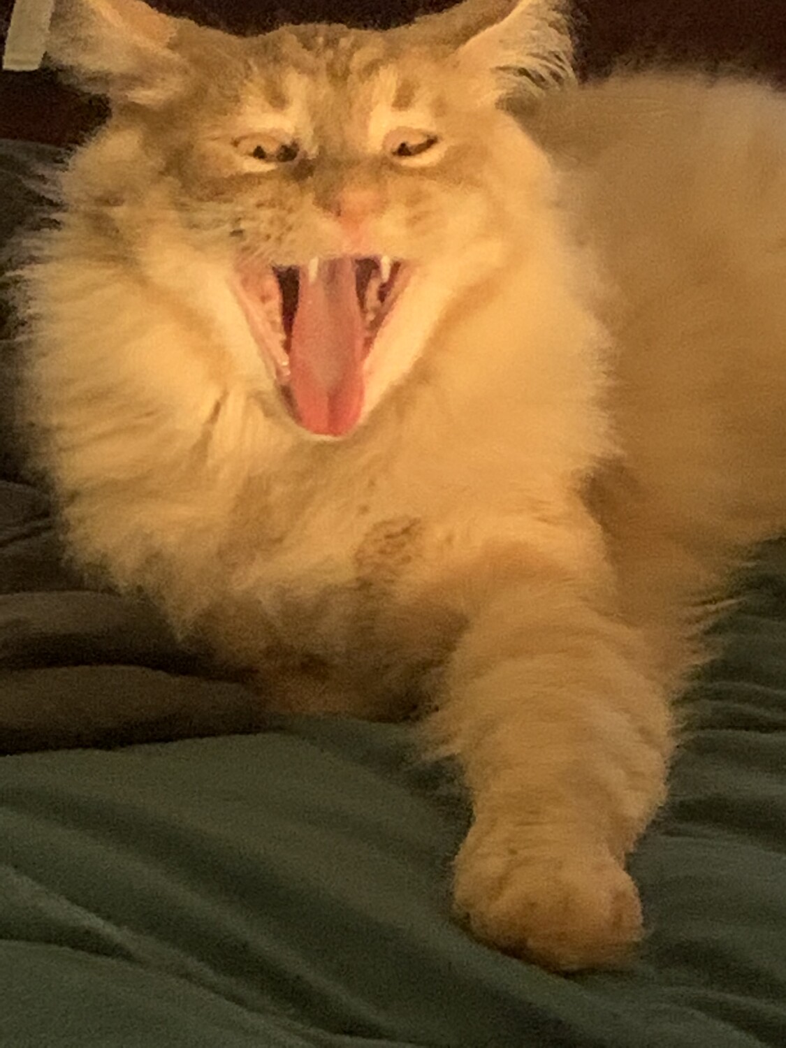 Big yawn