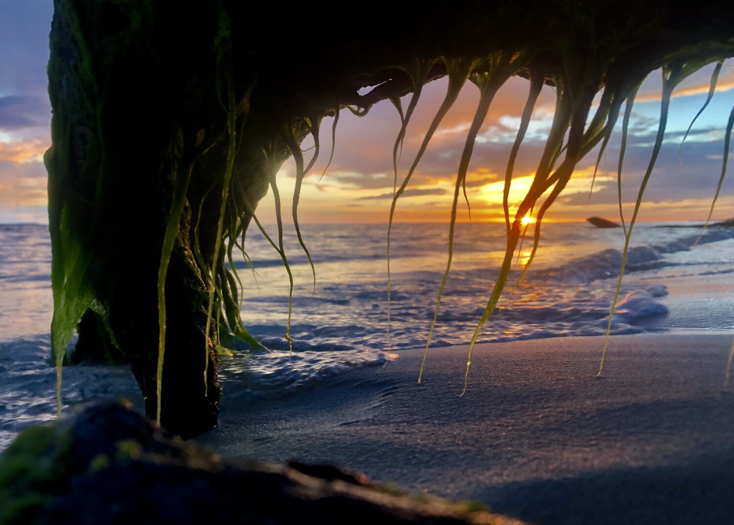 Driftwood tranquility