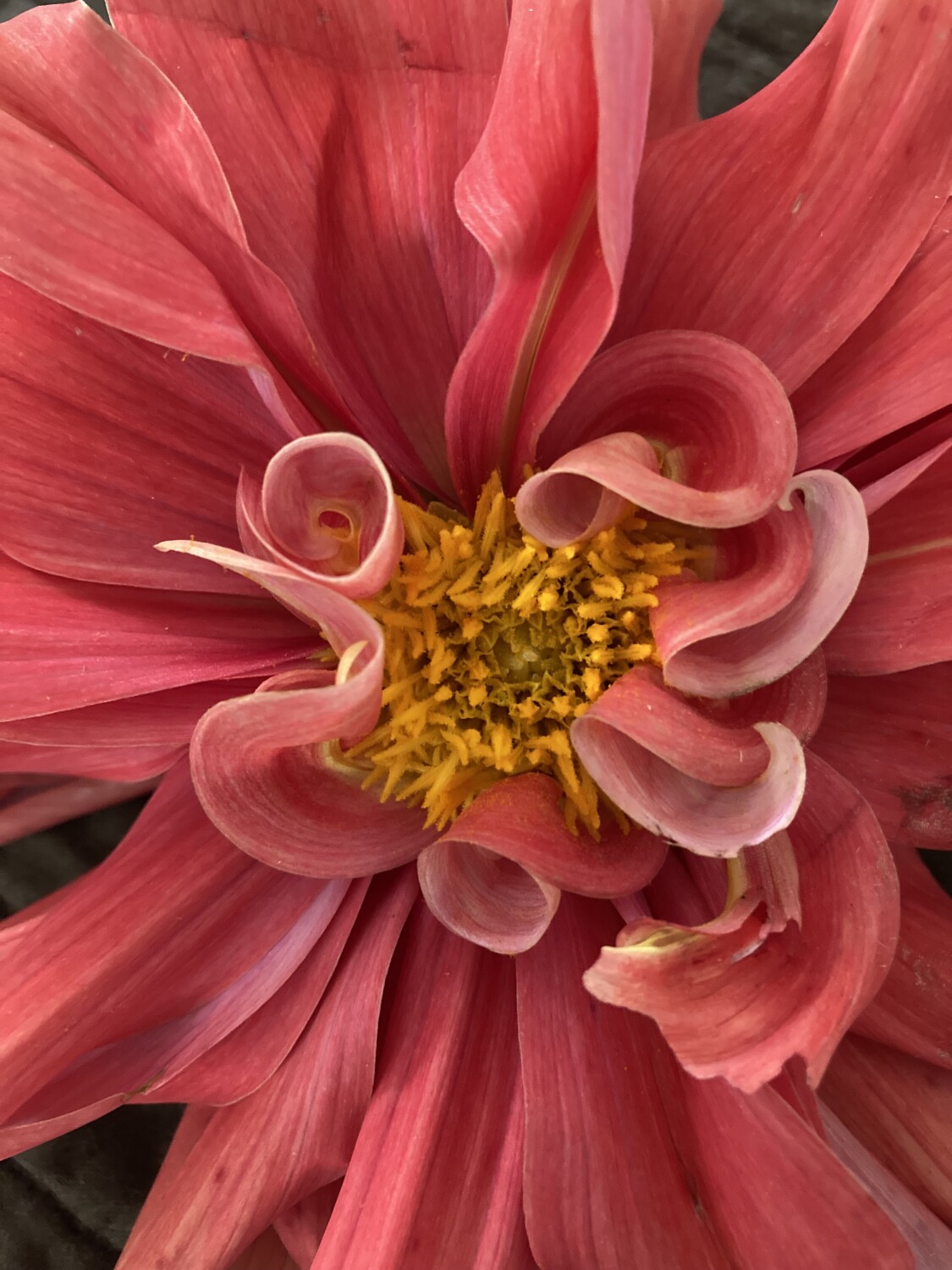 Dahlia center