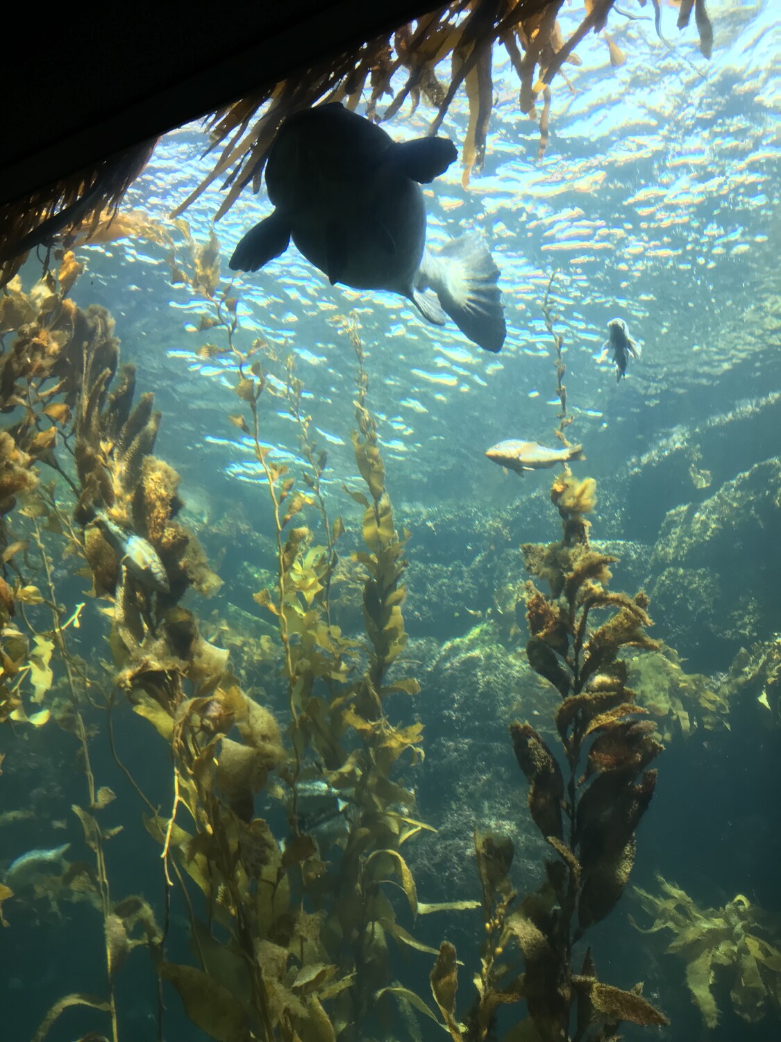 Ocean Surface From A Different Perspective