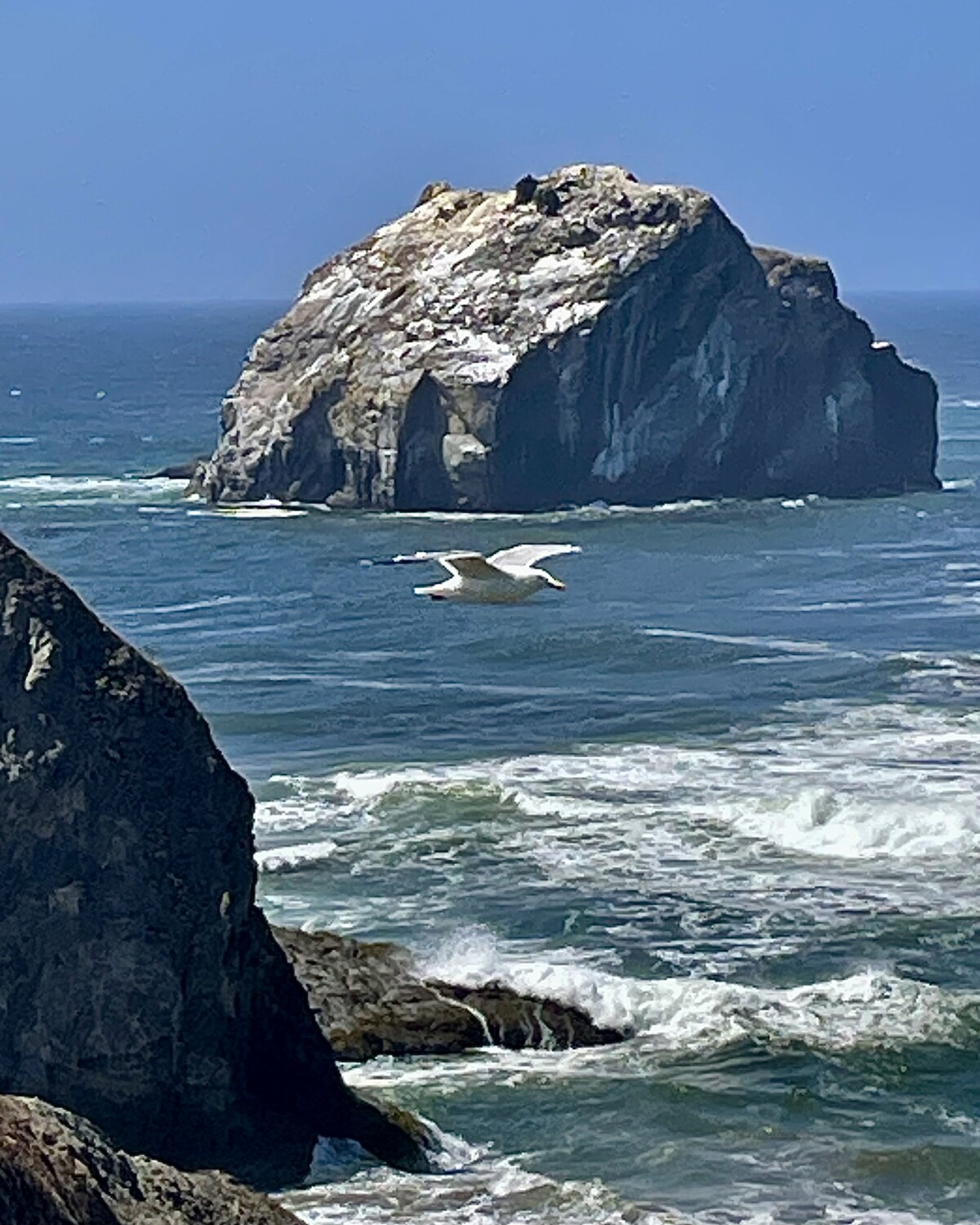 Seagull Bombed at Face Rock.