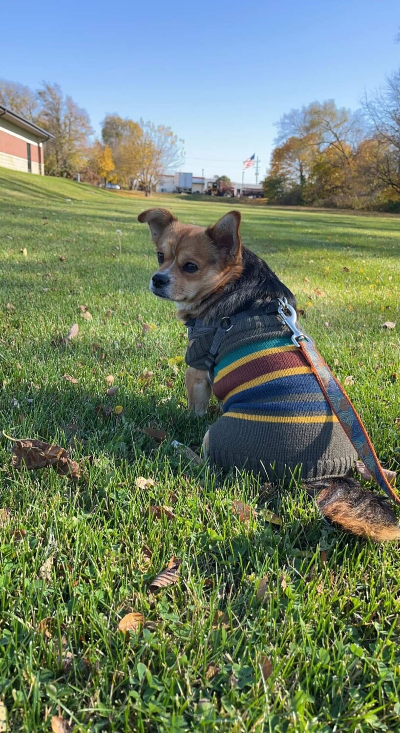 Grazing in the grass