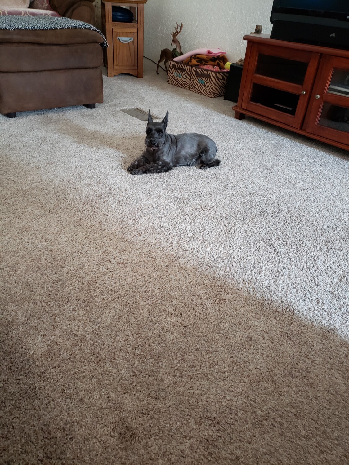 Our baby girl Elliemae