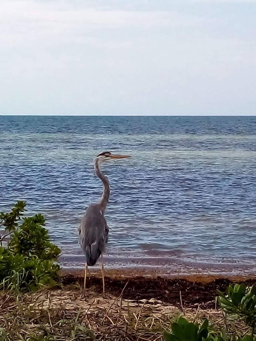 Key West Beauty Bird