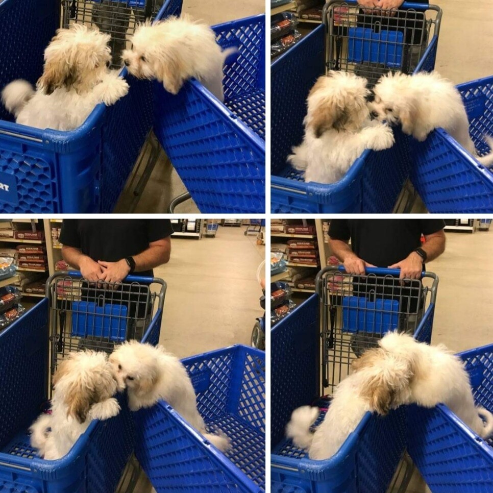 My dog hooking up at petco