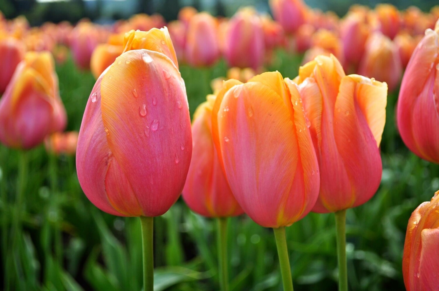 Tulips101