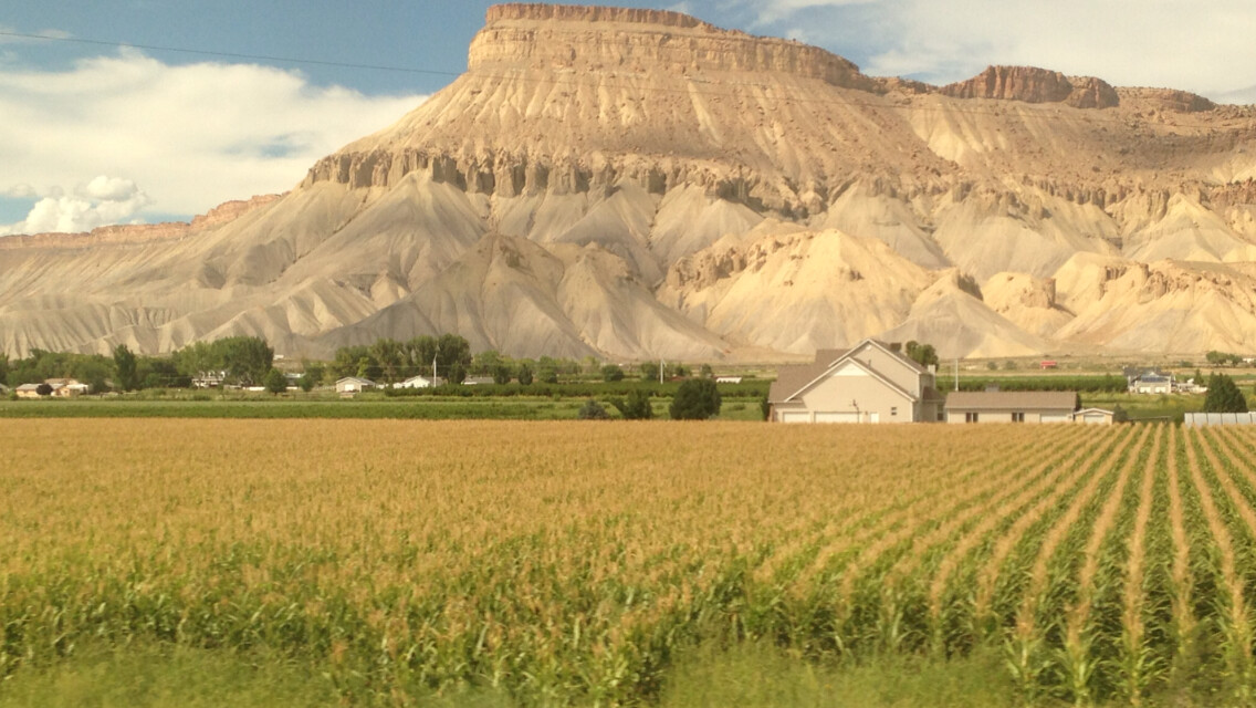 Utah corn field