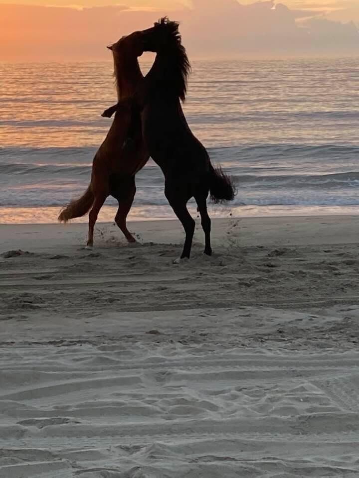 Horsing Around at OBX