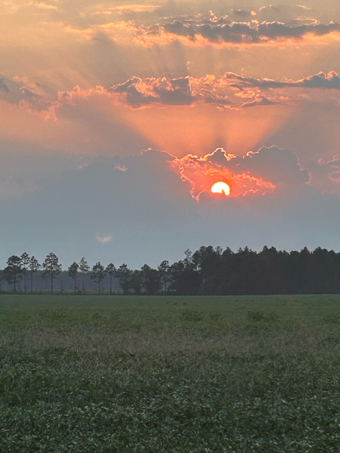 Sunset over the field