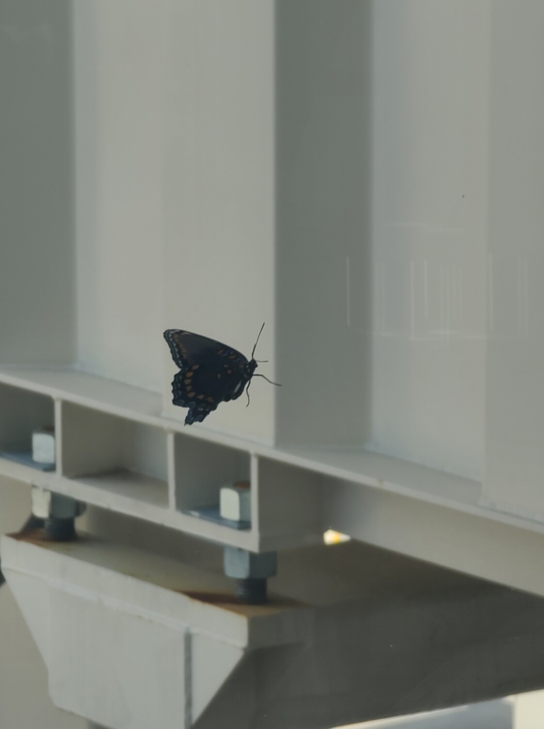 Butterfly at the Airport