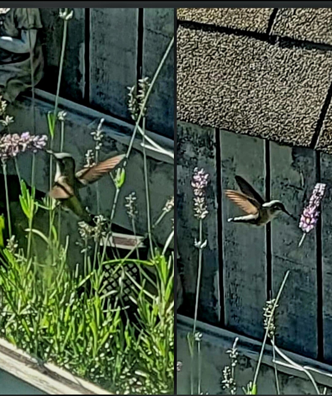 October Humming birds