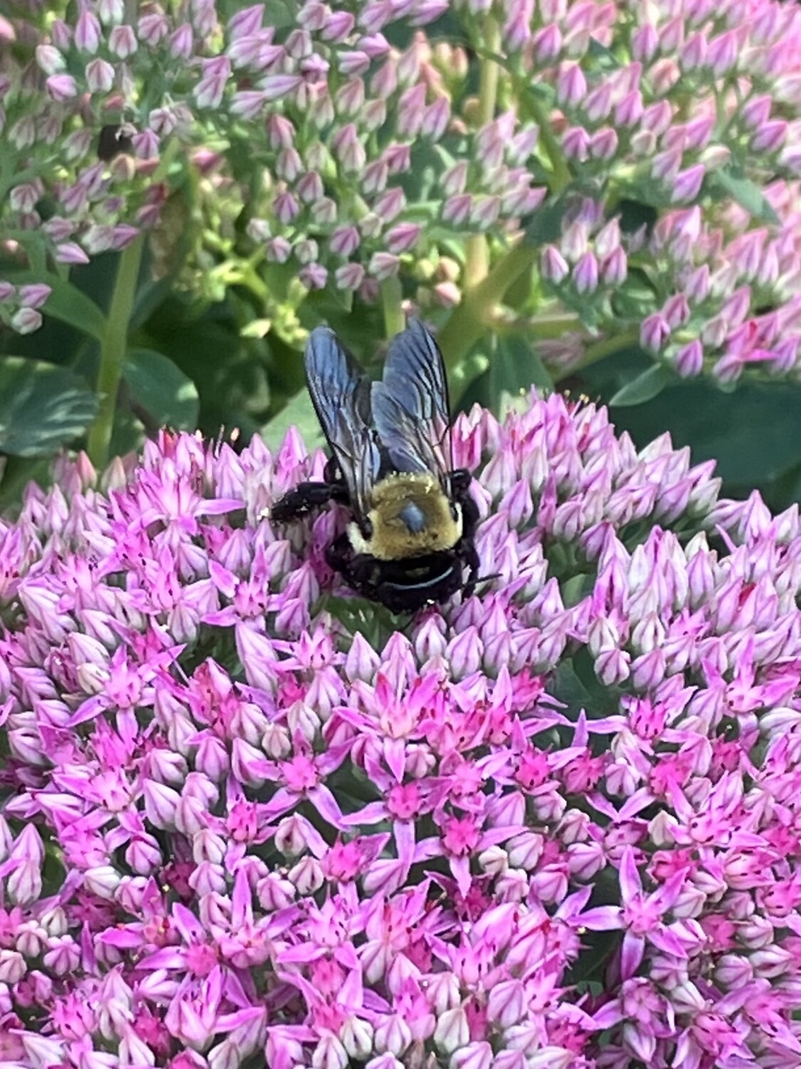 Bee happy