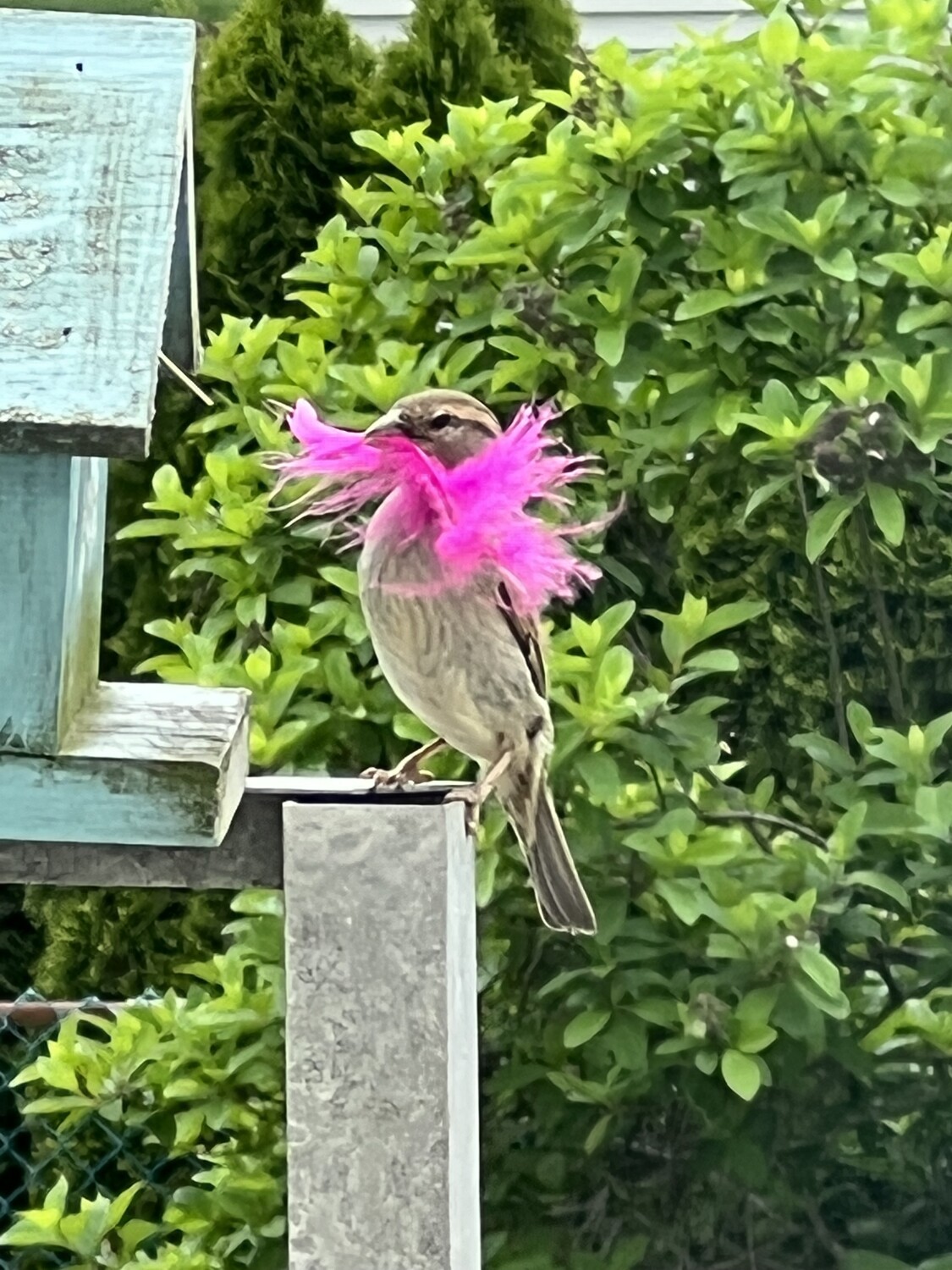 Bird likes fancy decor