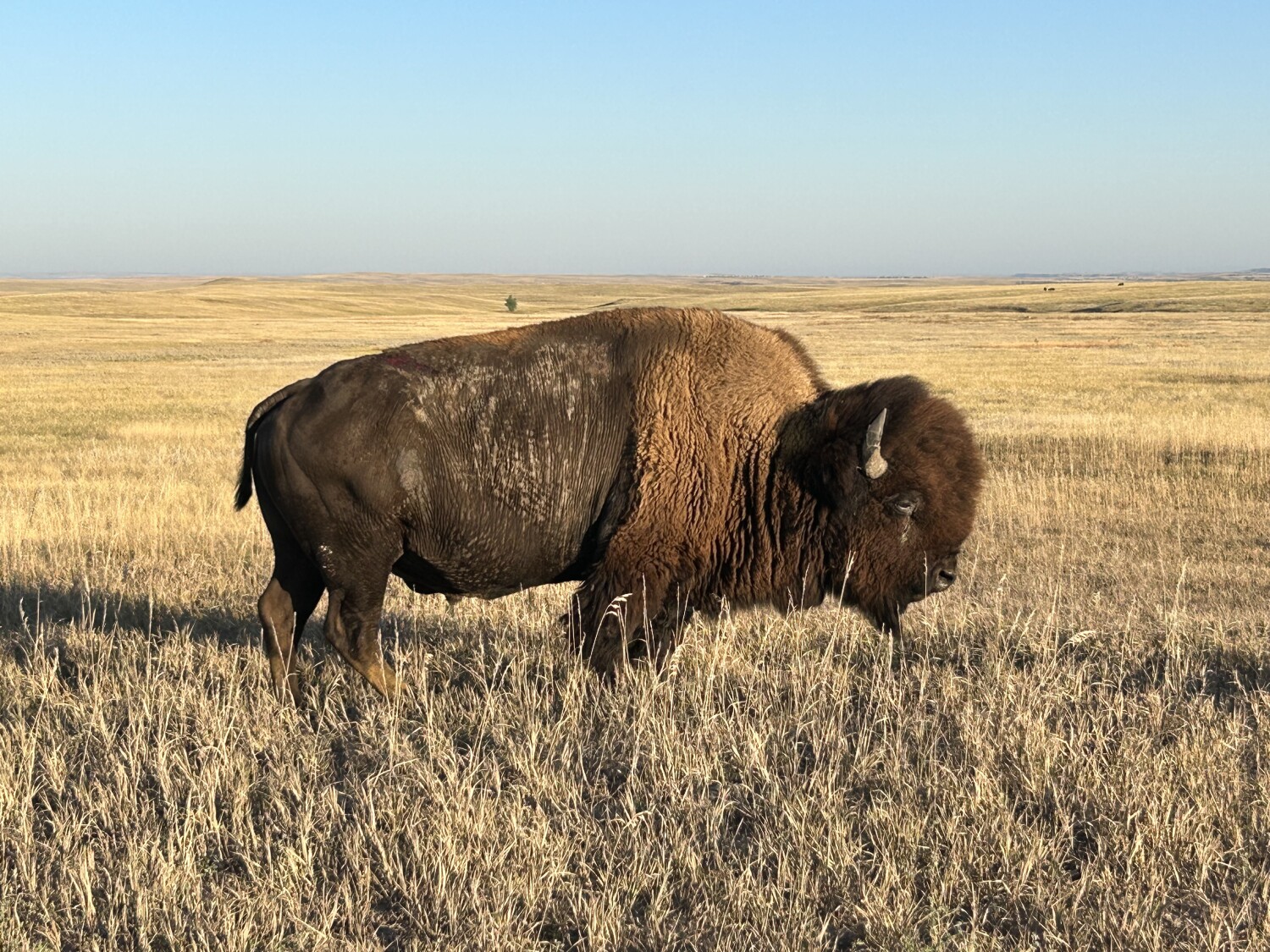 Lone Tatanka