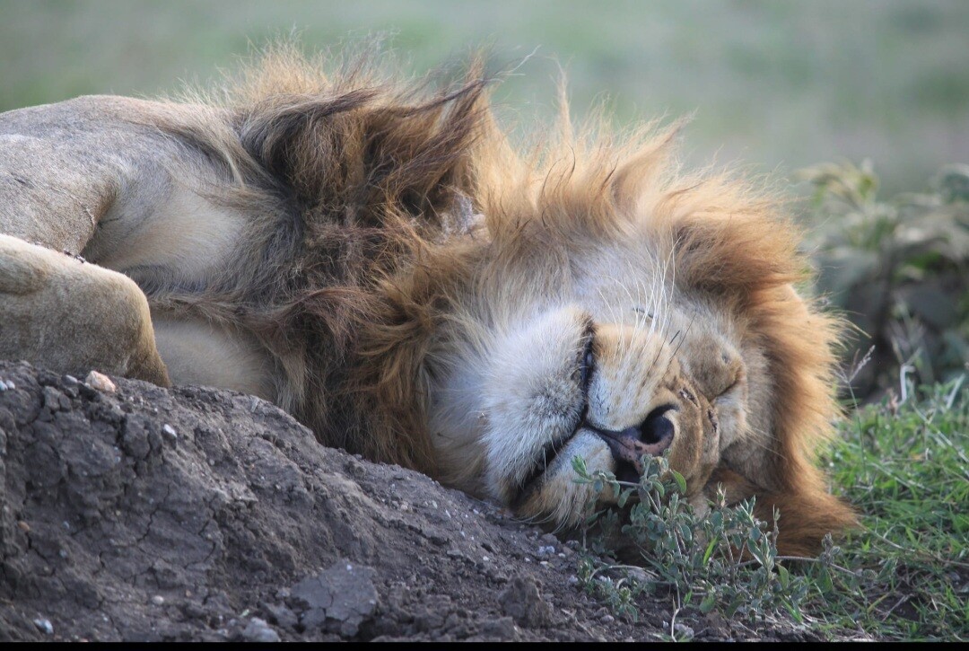 Sleeping Lion in Tanzania