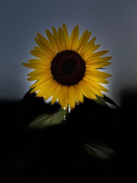 Sunflower at dusk