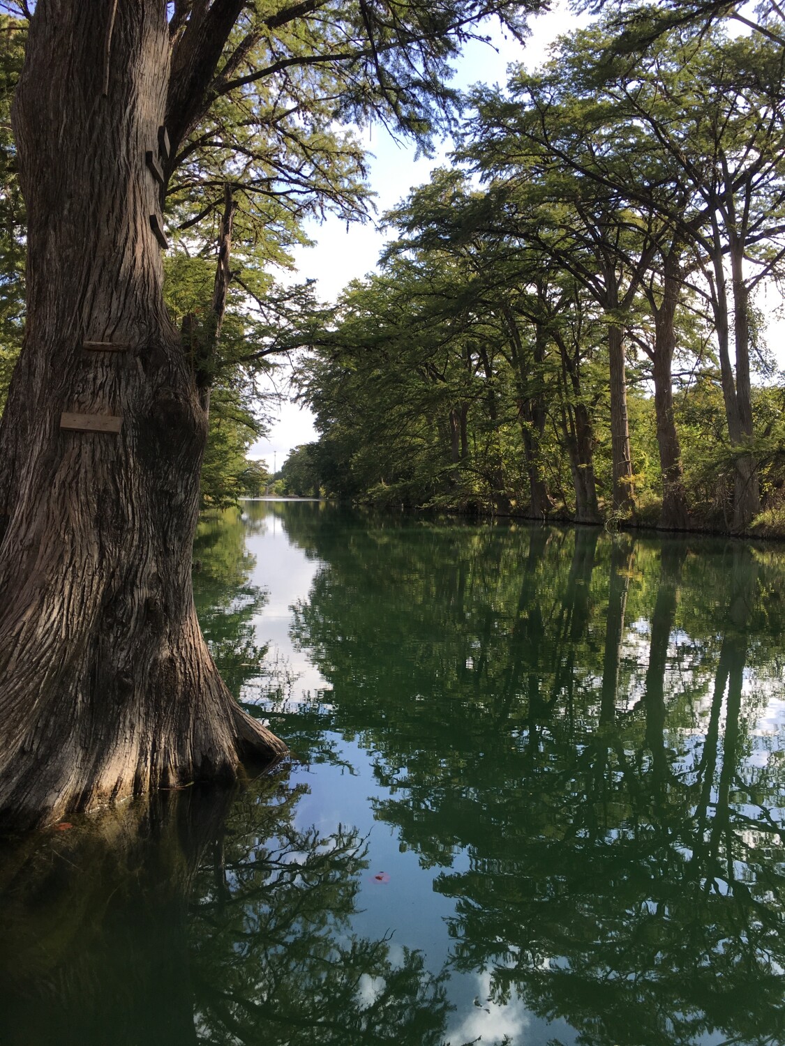 Reflection -Medina River-Bandera Texas