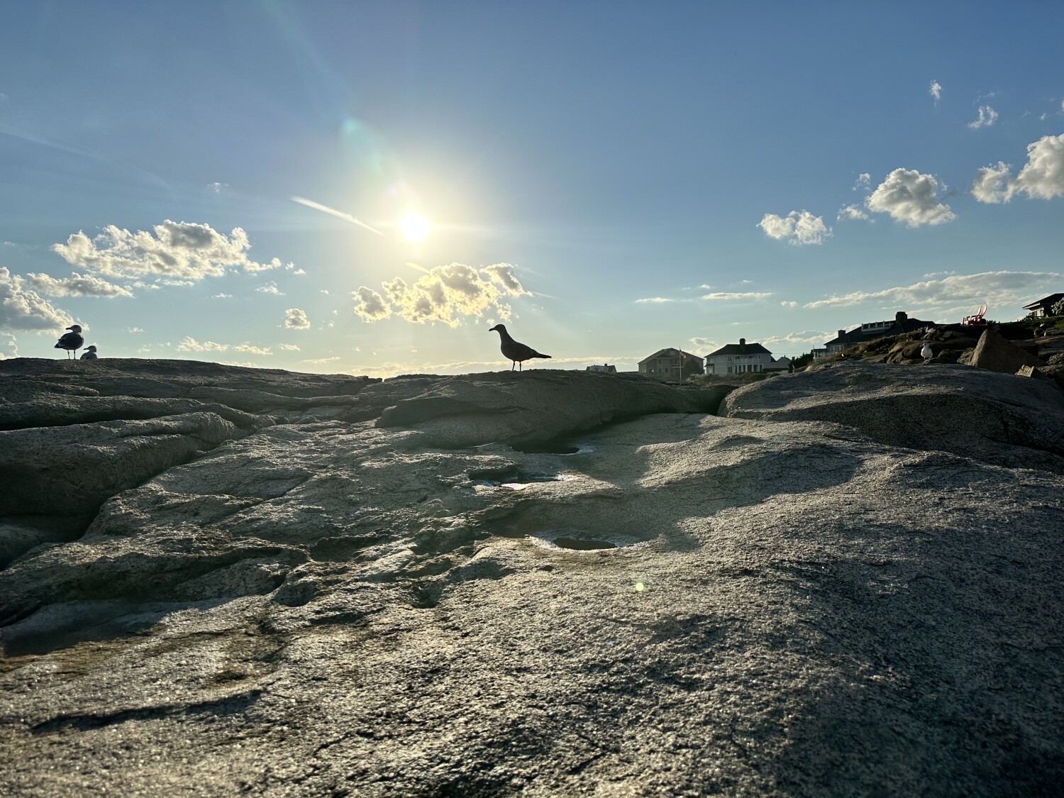 seagull on the rocks