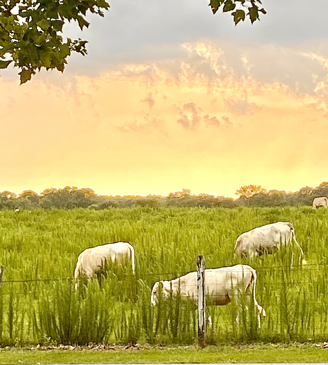 Watching the sun go down